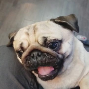 Pug Dog Gets Her Hair Blow Dried