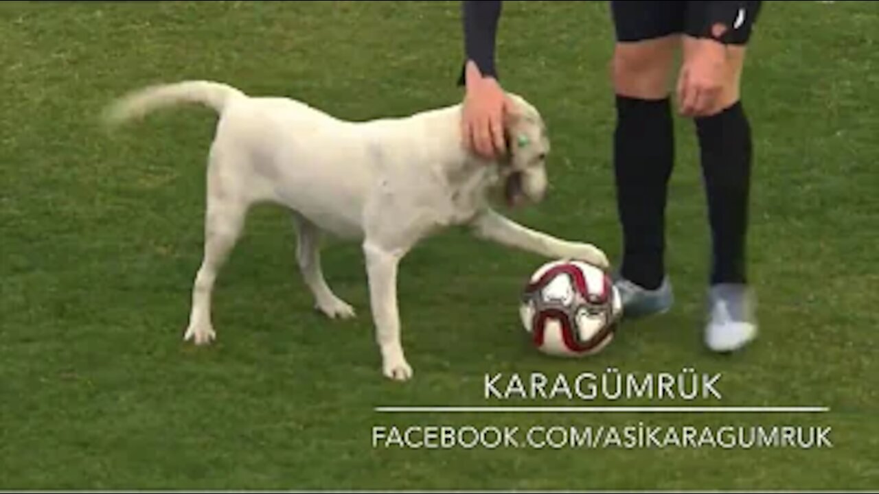 Dog Interruption in Soccer: How a Dog Brought a Football Match to a Halt