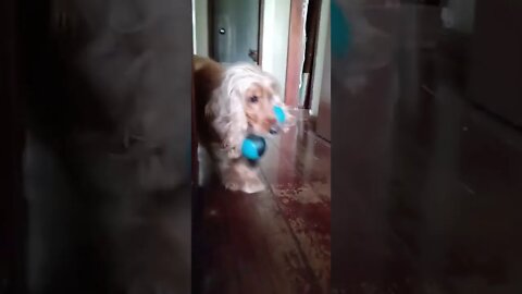 golden dog