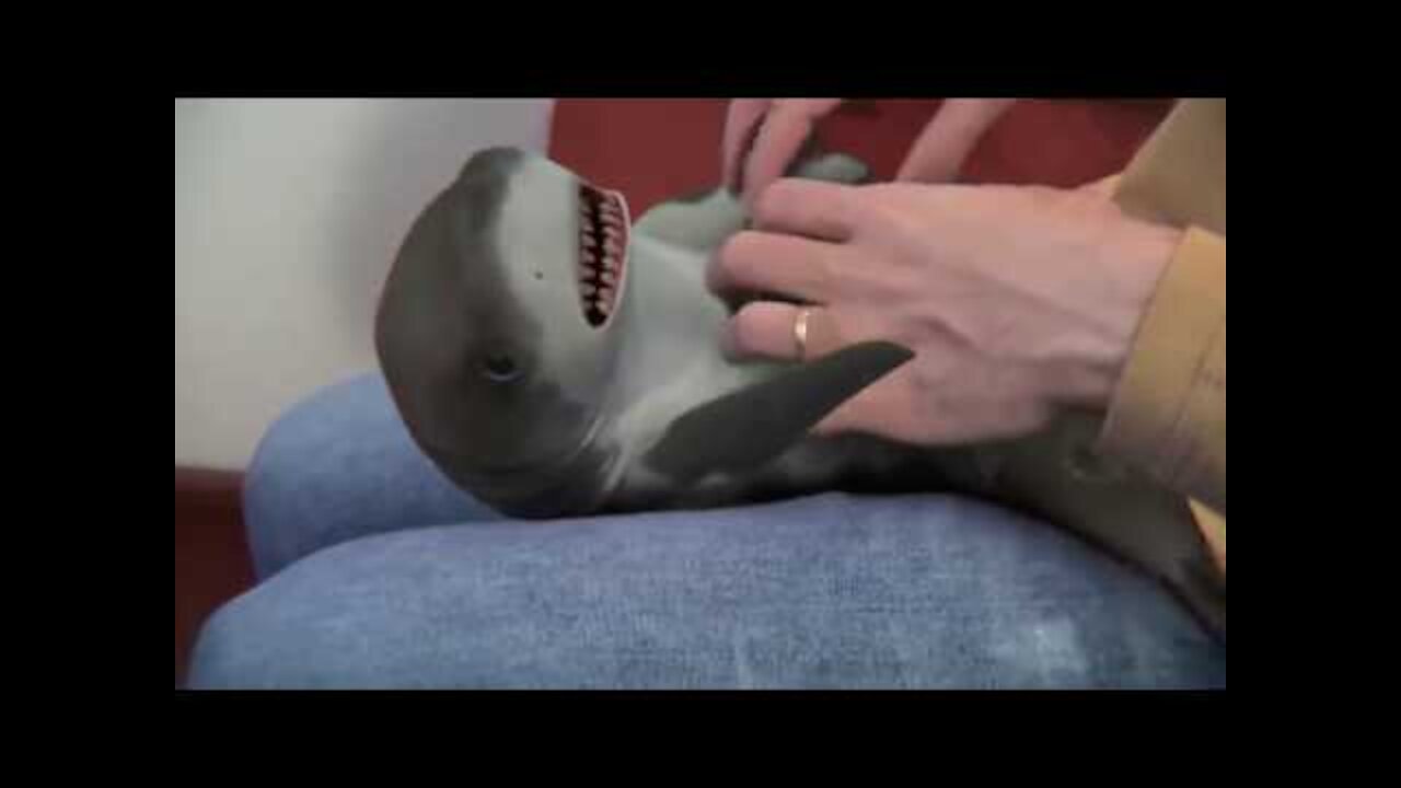 Funny video-Cutest Baby Shark