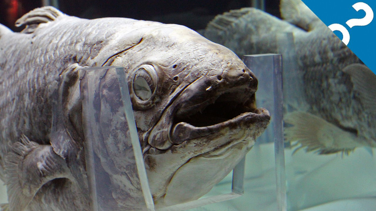 What the Stuff?!: 5 Bizarre Facts About the Coelacanth