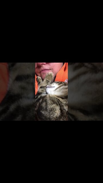 Puff the feral kitten completely relaxed with her human