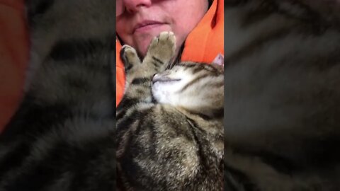 Puff the feral kitten completely relaxed with her human