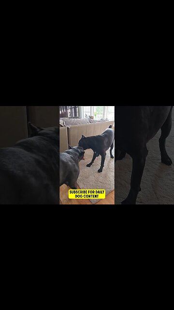 INTACT Male Cane Corsos Interacting Play #shorts #dogs