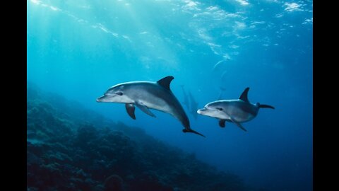 Dolphins in the sea