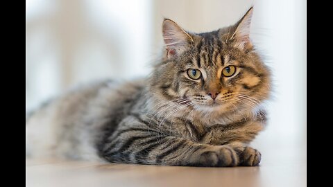 Cat-astrophic Comedy: Hilarious Hijinks Unleashed!