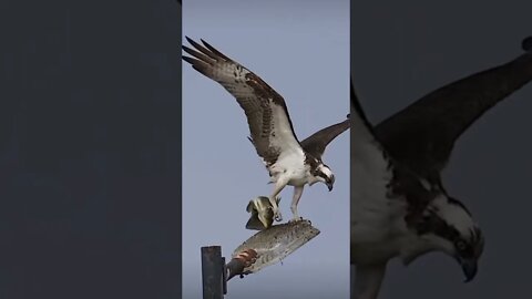 That catch tho 😳😳 #shorts #trendingshorts #hype #saintpee #birds #viral