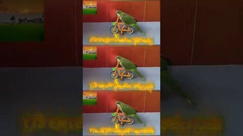 A parrot's performances