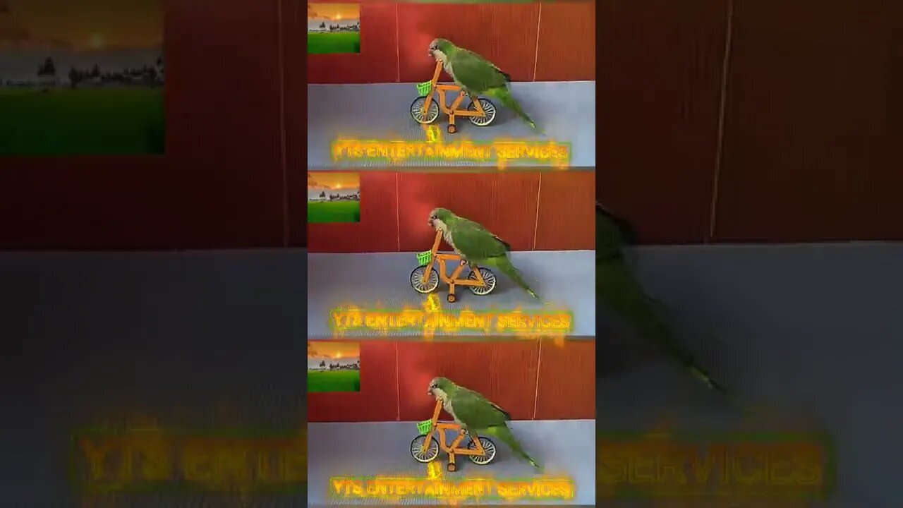 A parrot's performances