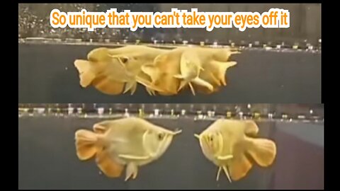 The Super Red Arowana Fish is so unique that you can't take your eyes off it