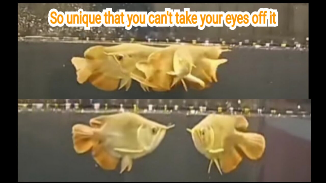 The Super Red Arowana Fish is so unique that you can't take your eyes off it