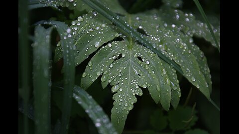 Rain Music for Relaxation