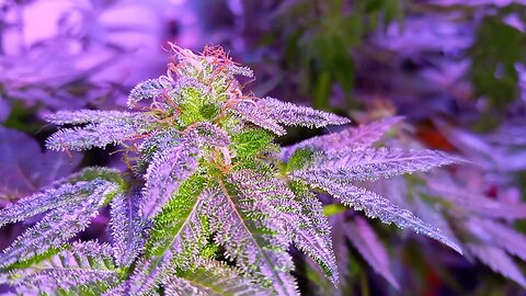beautiful cannabis buds daytime almost done