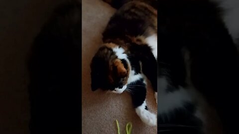 Super Cute Tortie Cat Fights a String