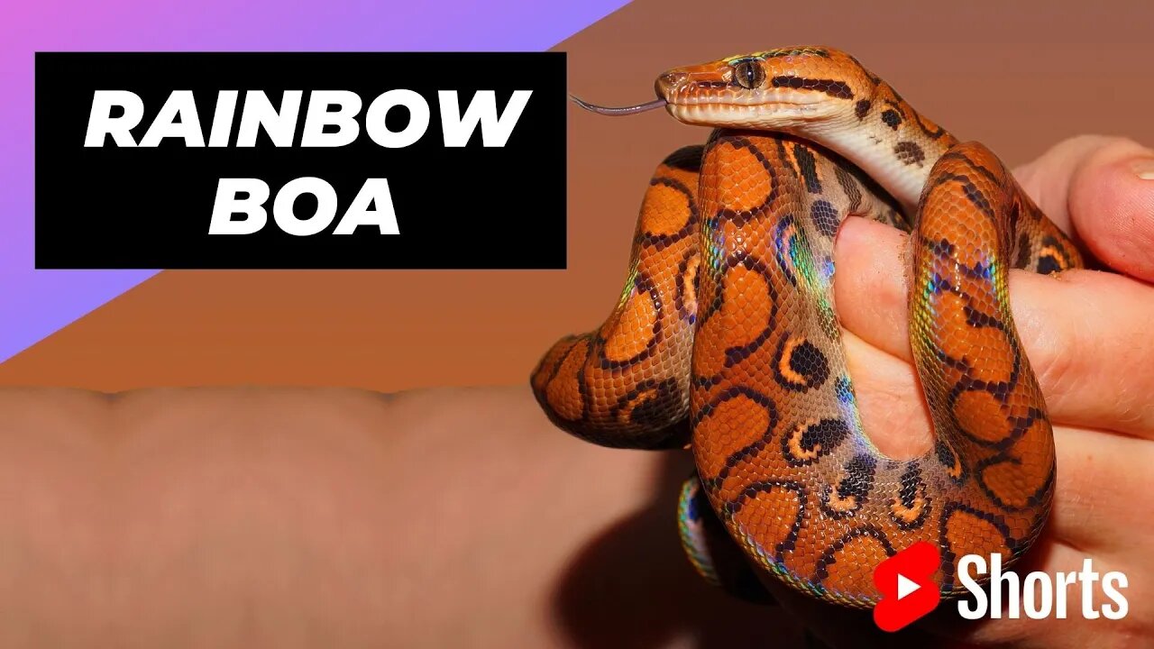 Brazilian Rainbow Boa 🐍 Of The Most Beautiful Snakes In The World #shorts #boa #snake