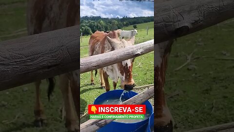 Boi bebendo água na mangueira, e cavalo bebendo água do geitoi difícil #shorts #roça #animals #bicho