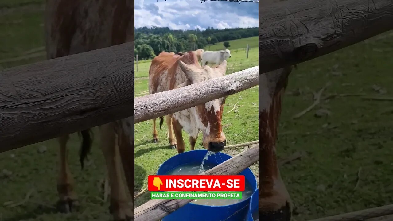 Boi bebendo água na mangueira, e cavalo bebendo água do geitoi difícil #shorts #roça #animals #bicho