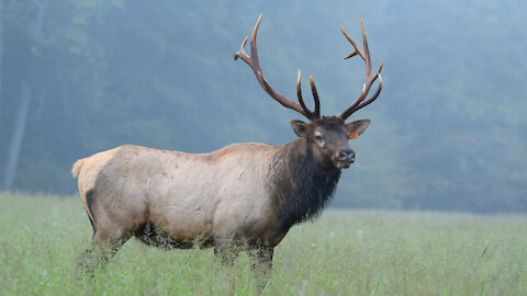 Battle of the Bull Elk