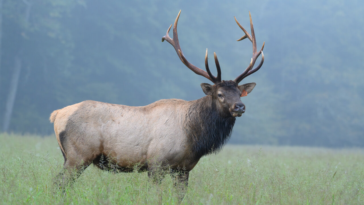 Battle of the Bull Elk