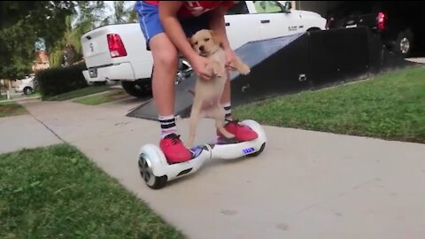 Smart Puppy Plays a Hoverboard