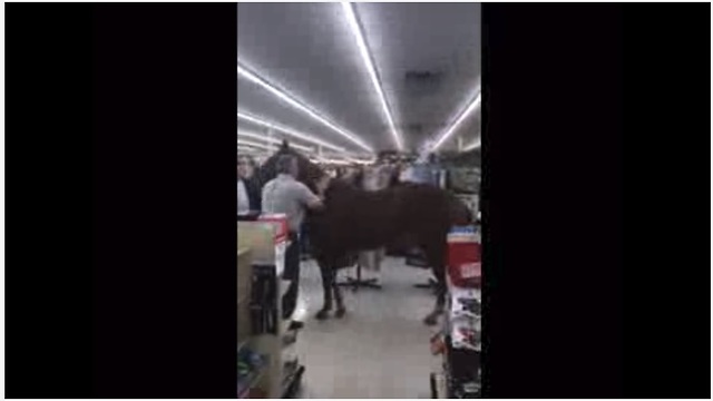 Confused Horse Casually Walks Into Hobby Lobby