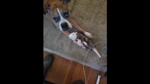 Boxer has to make sure nap spot is perfect