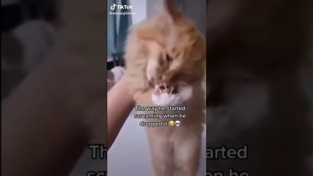 Cat SCREAMS When He Drops His Toy tiktok aelenegibbens