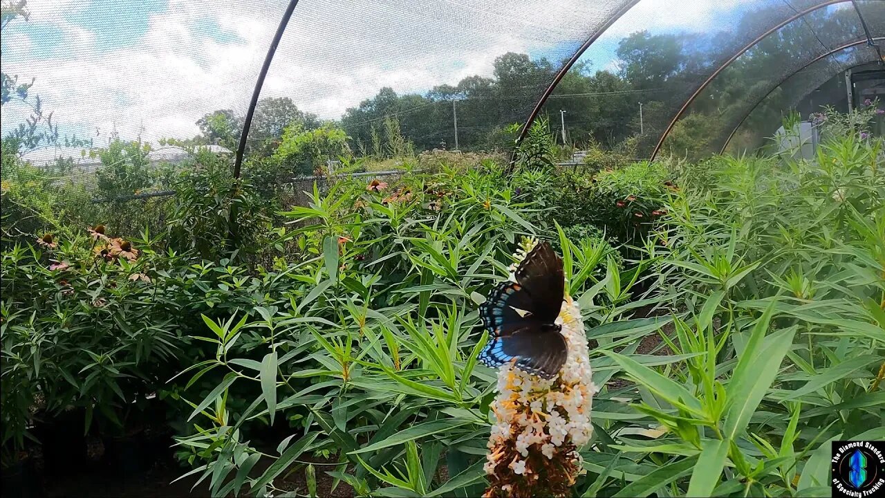 Visiting a Butterfly house at Burnett's Country Gardens!