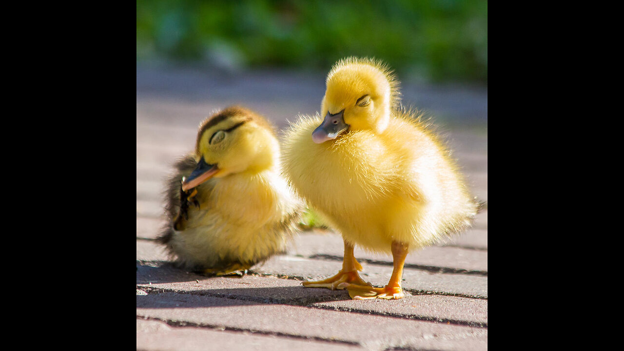 The CUTEST Baby Animals On The Farm! 🐣