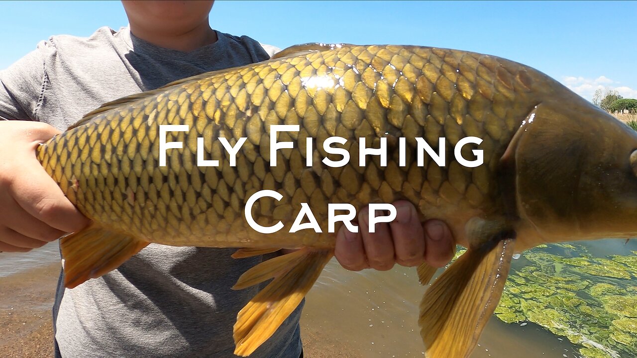 Fly Fishing for Carp in Lake Windsor, Colorado