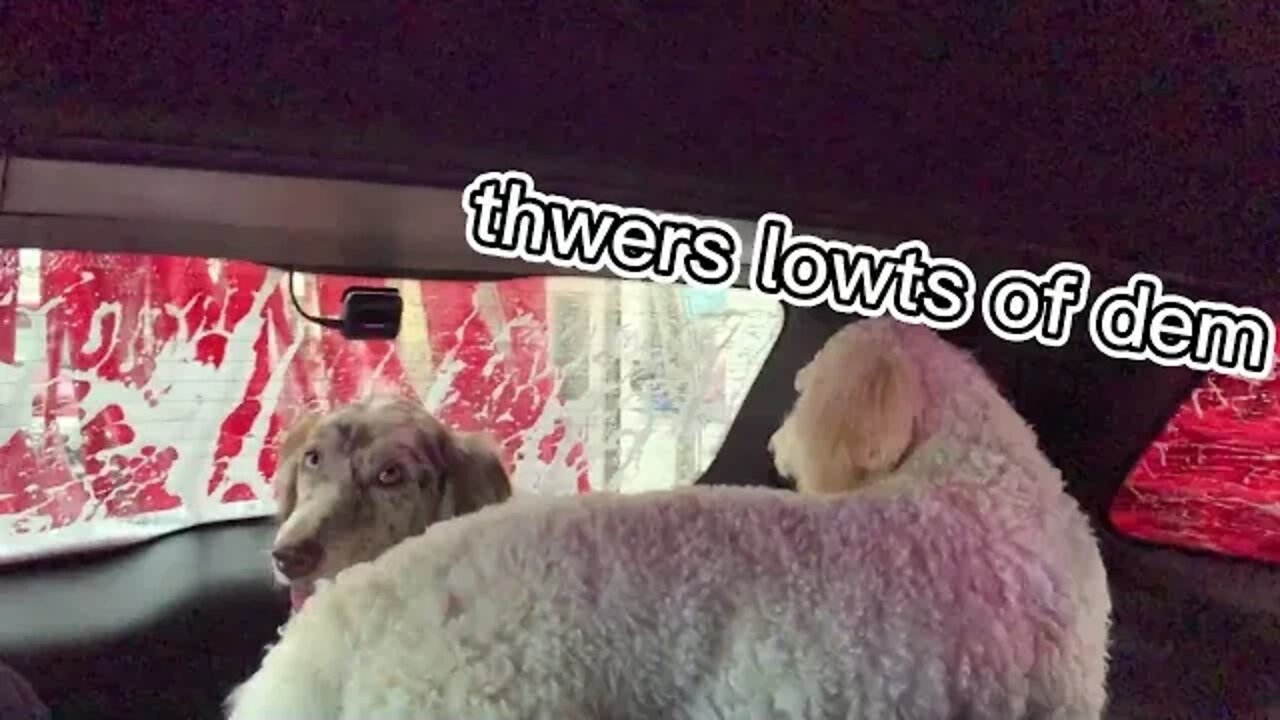 Bringing my dogs to the car wash...