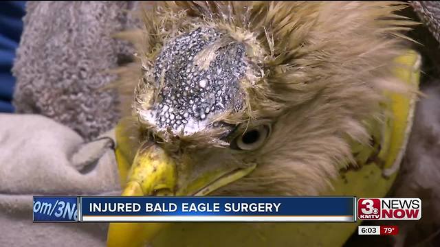 Bald eagle undergoes surgery