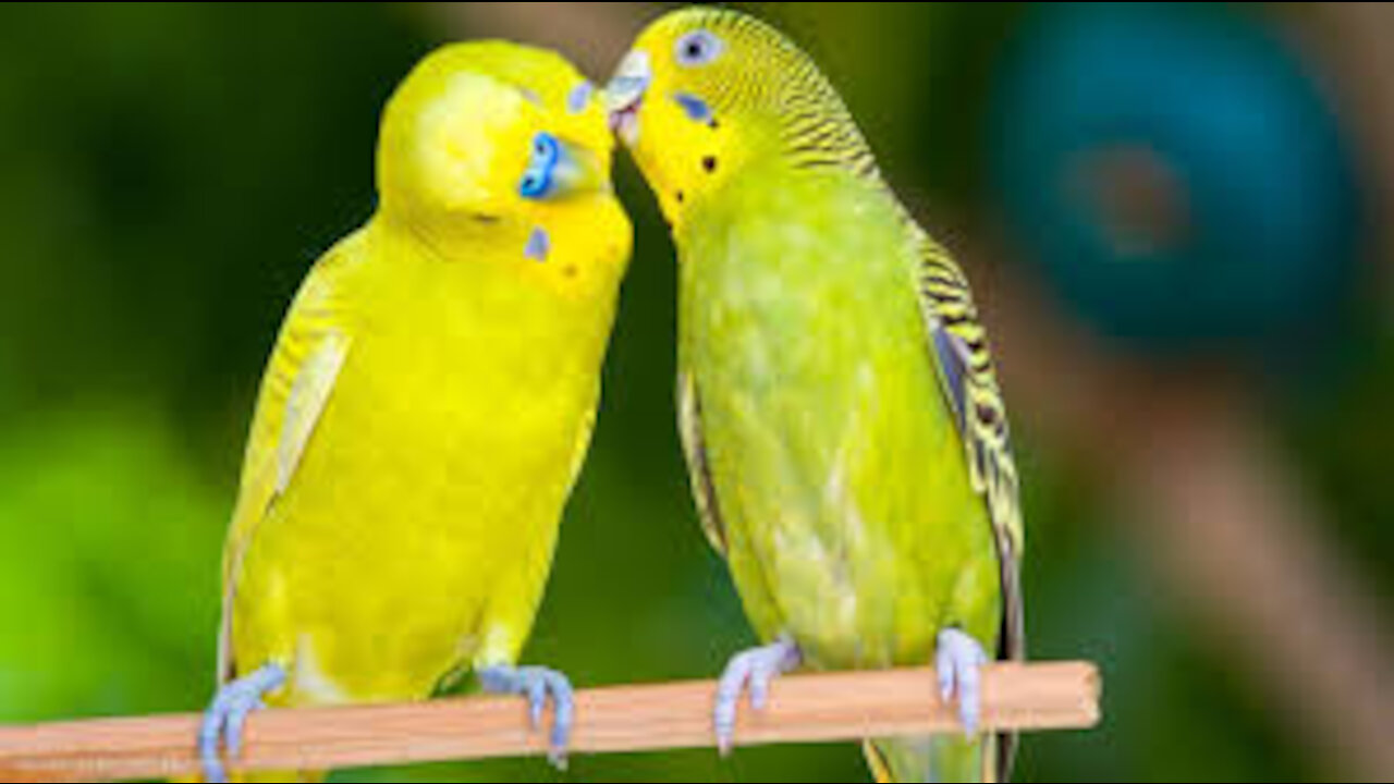 A couple of beautiful birds kissing each other.