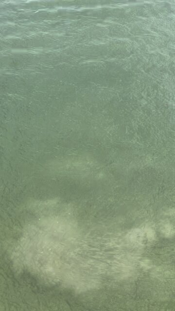 Dolphin Catches Huge Snook in Paradise