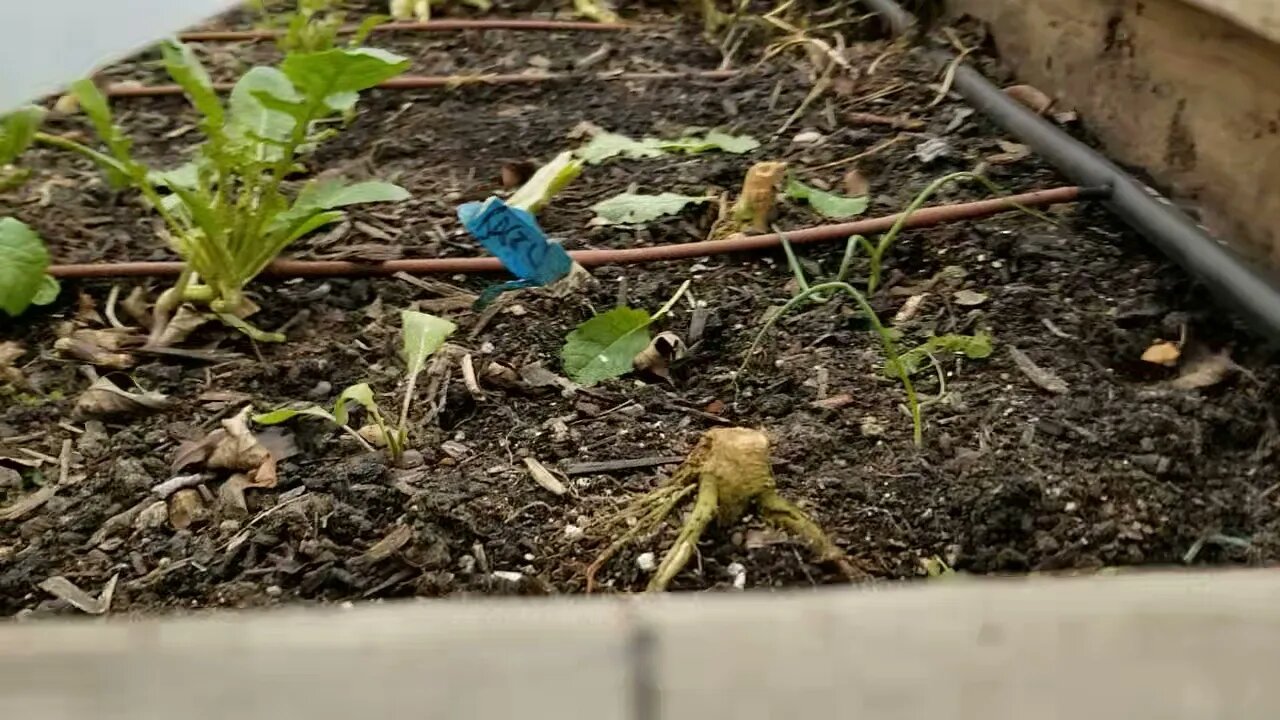 Quick Look at the Garden after our 1st Snow Melted - Follow Along to See What Recovers