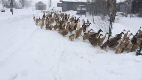 Neanche la neve impedisce alle anatre di pranzare