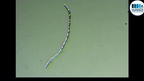 Analysis of a single drop of the Pfizer "vaccine", as of December 26, 2022