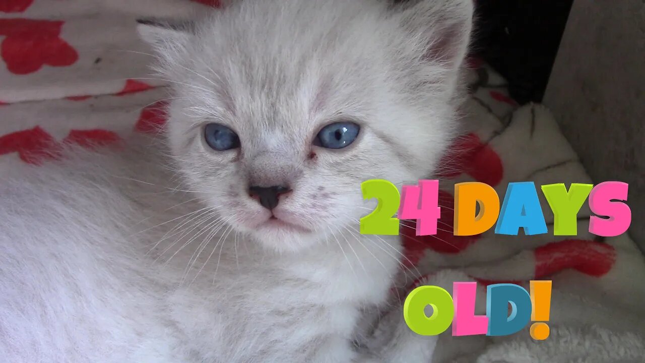 Misha's Kittens Are 24 Days Old! 😻#KittenDevelopment #24DaysOld #Misha