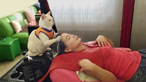 Funniest Cats 😹 - Don't try to hold back Laughter 😂 - Funny Cats Hack – 93