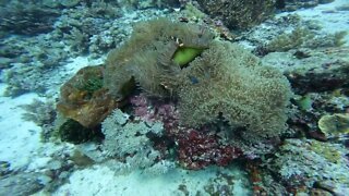 Scuba diving Balicasag Island, Pangloa, Phillipines