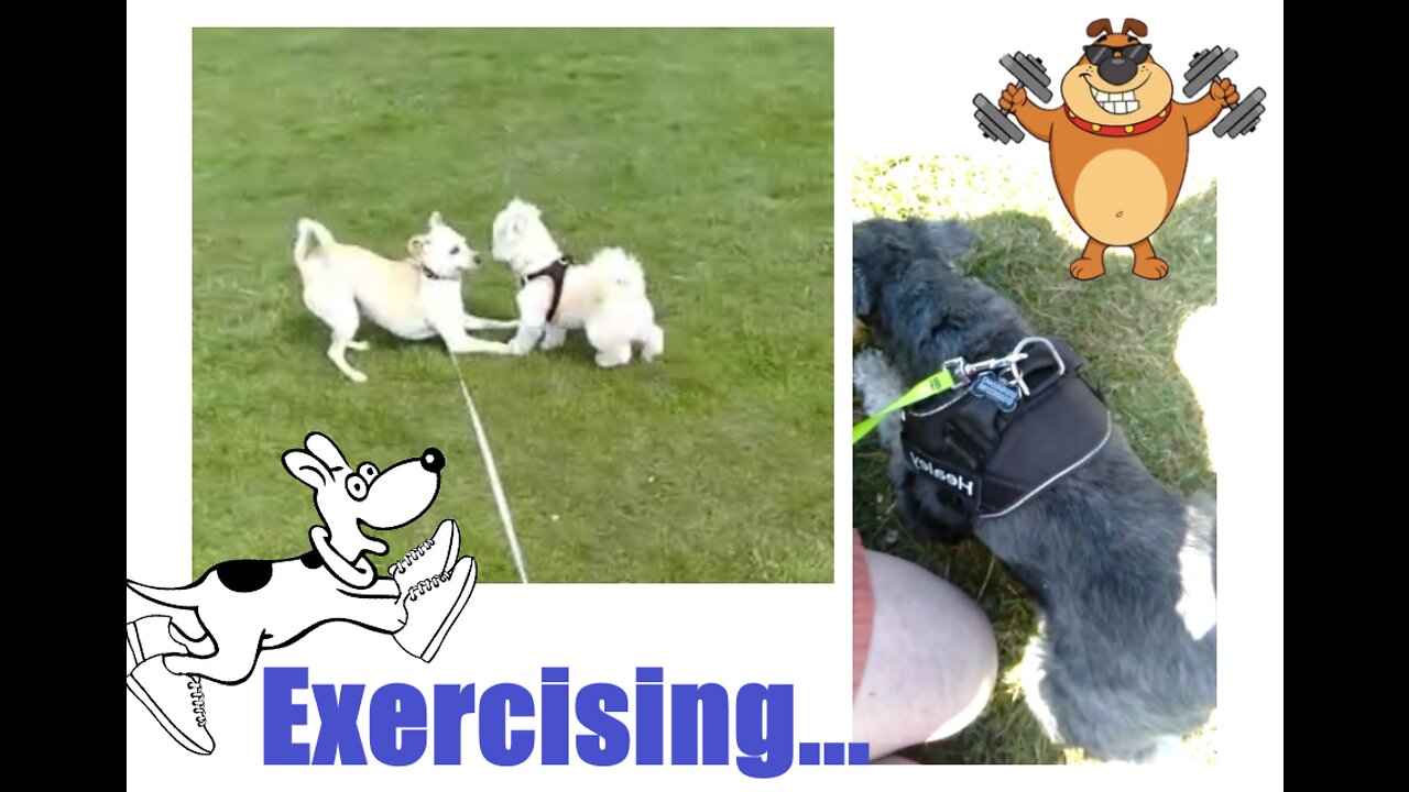 Exercising Happy Doggies...