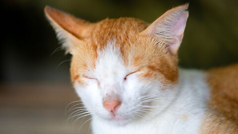 "Feline Lullabies: Sleepy Sounds for Your Cat's Well-Being"