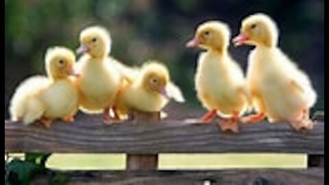 Step by step video on how to make Ducks your personal police.