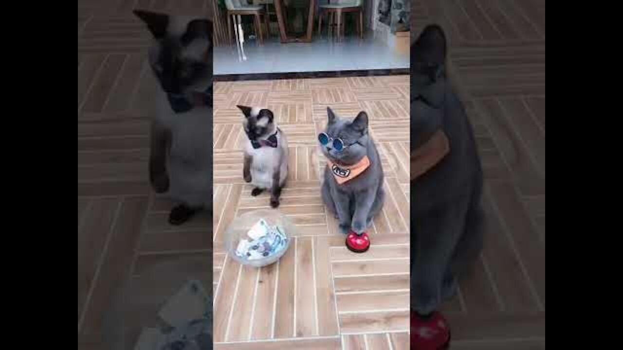 #Funniest Animals Real 😹 Best Of The 2021 #Funny Animals Videos Try Not To Laugh #comedy #short