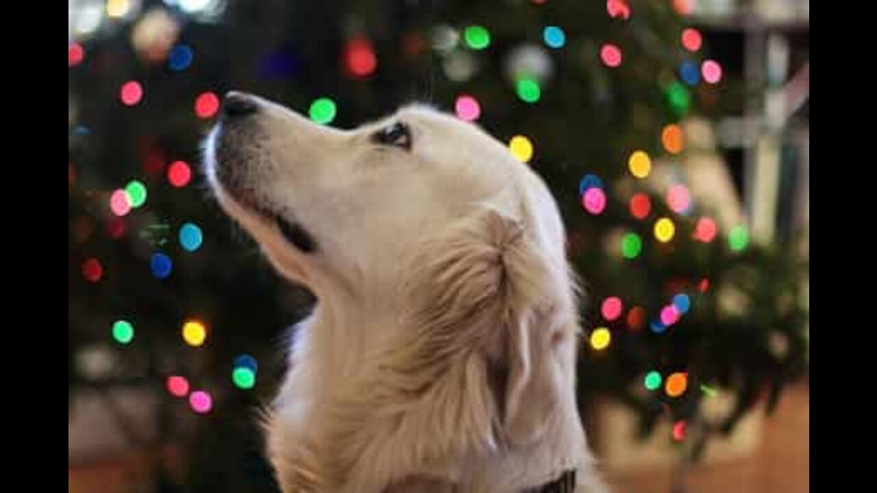 Golden retriever ajuda a dona a decorar a árvore de natal