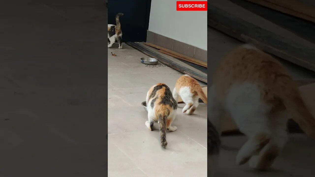 Cat mom cute kitten 🥰🥰🥰#shorts #kitten #cutestcat #catlovers