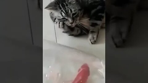 ANIMAL VIDEOS 🕊️ 🦁🐶🐱🐵🐊🐬 😂 (Funny Animal Videos) #petshorts #catsanddogslove #viral #animals