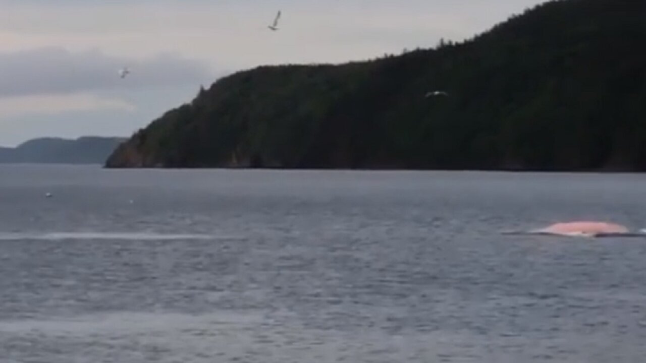 Rare pink whale spotted off Newfoundland, Canada coast