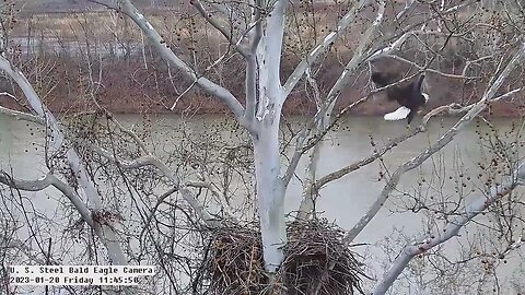 USS Eagles - Mom "runs" up the branch