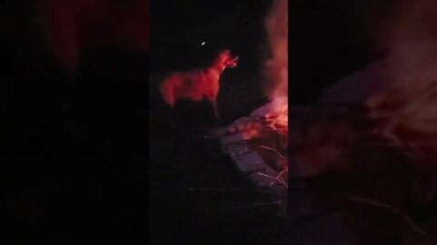 my dog loves campfires.
